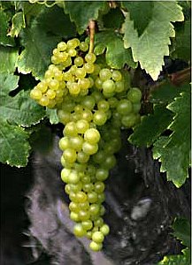 uvas