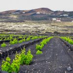 Senderismo por La Geria Lanzarote enoturismo con visita a Bodega Vega de Yuco
