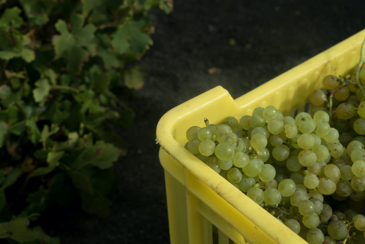 El Consejo Regulador de la Denominación de Origen Vinos de Lanzarote se prepara para la vendimia 2020