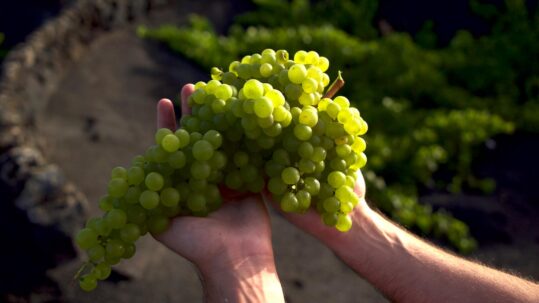 Dos millones de kilos de uva recogidos en la vendimia 2022 en Lanzarote