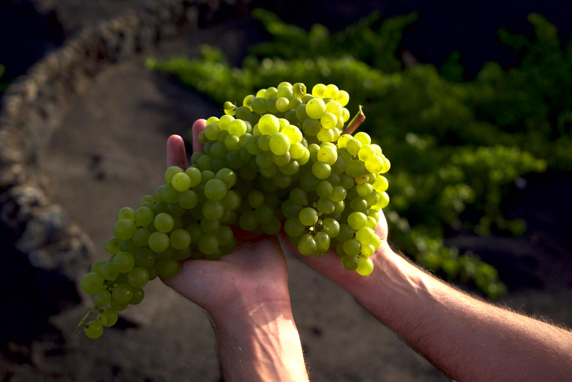 Dos millones de kilos de uva recogidos en la vendimia 2022 en Lanzarote