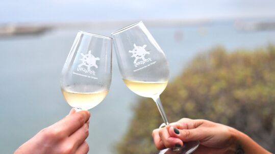 La añada 2023 de Vinos de Lanzarote, calificada como “muy buena”