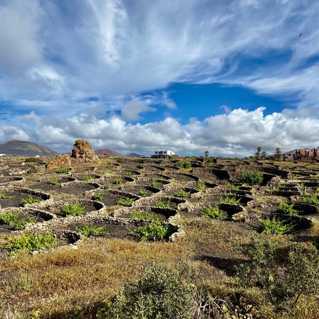 Sendero Bodega Rocanegra (1)