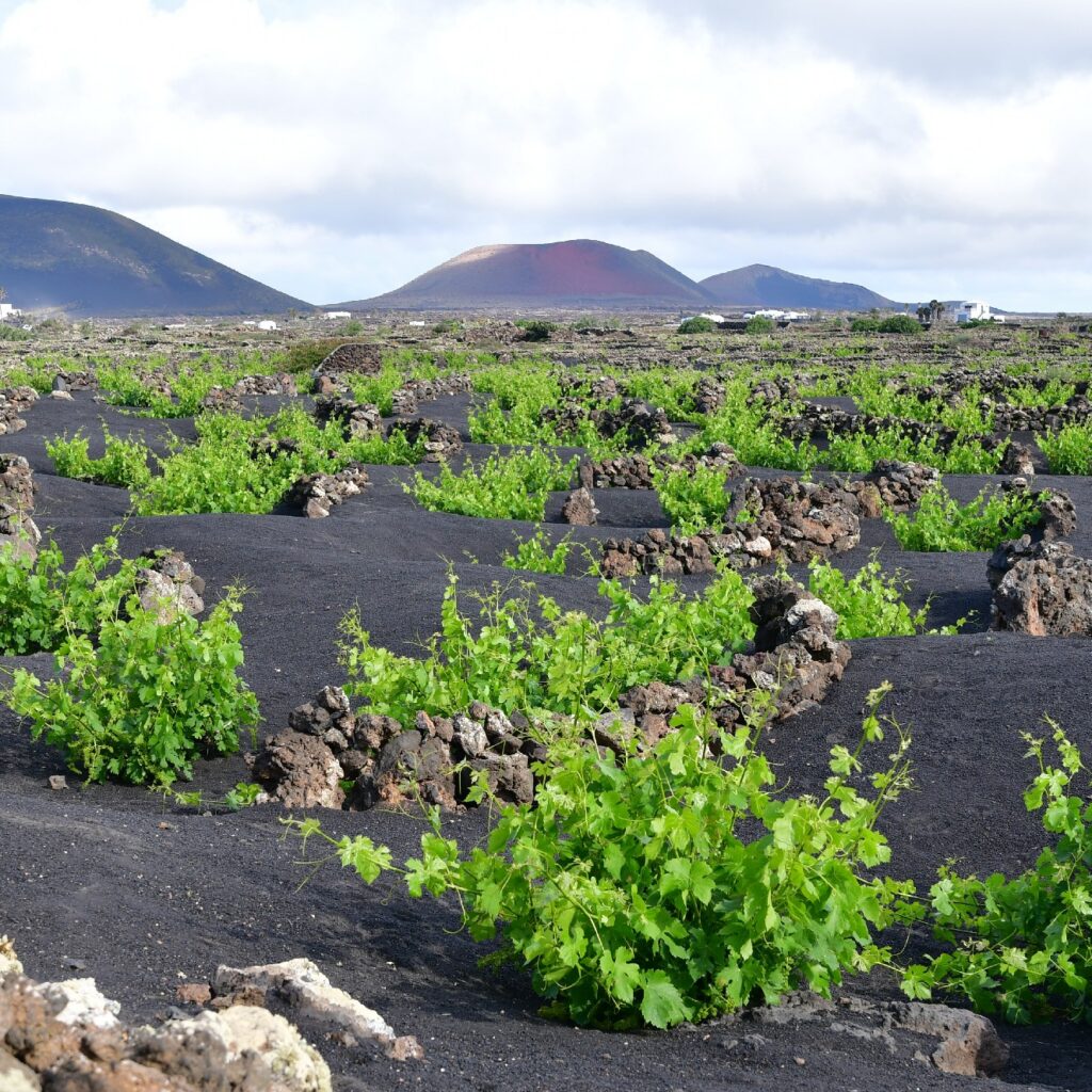 Sendero Bodega Rocanegra (11)