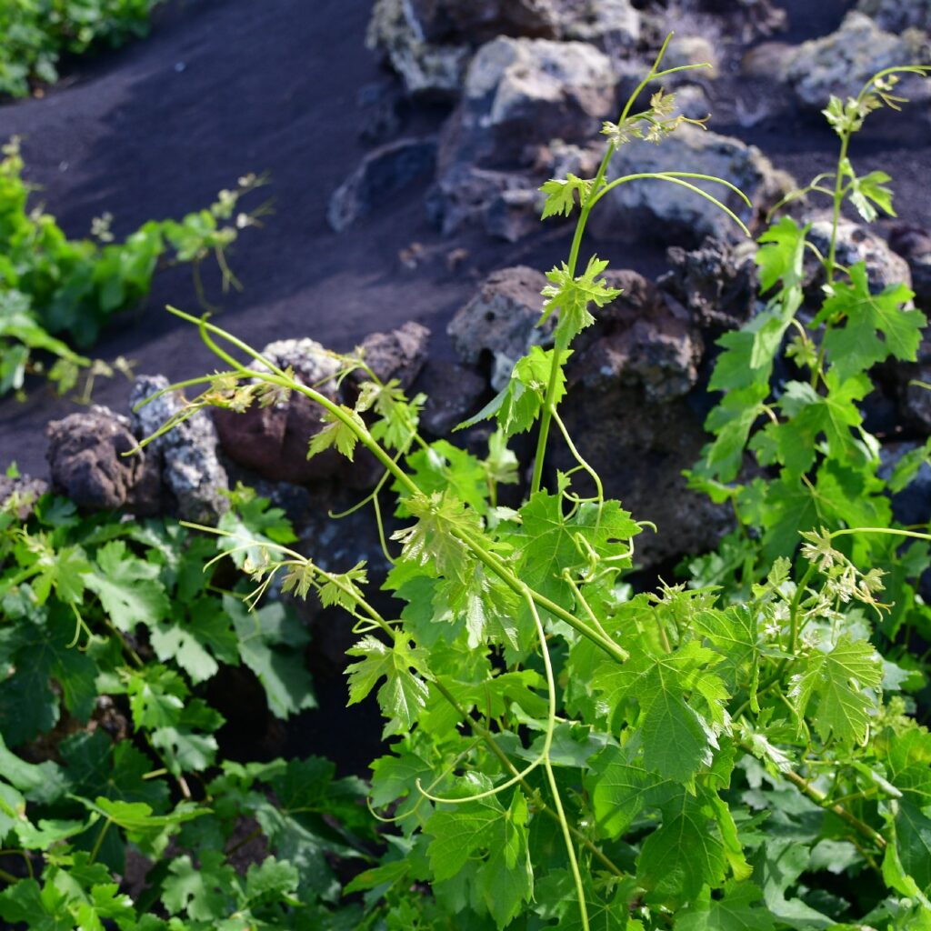 Sendero Bodega Rocanegra (12)