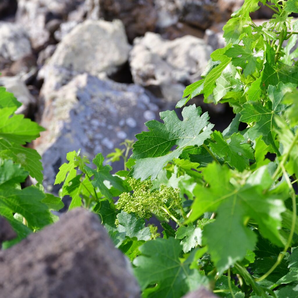 Sendero Bodega Rocanegra (15)