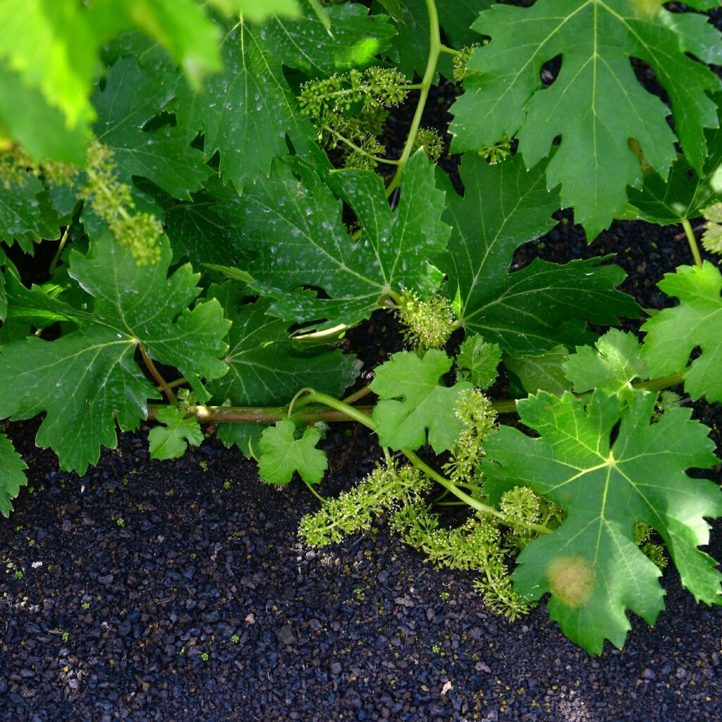 Sendero Bodega Rocanegra (17)