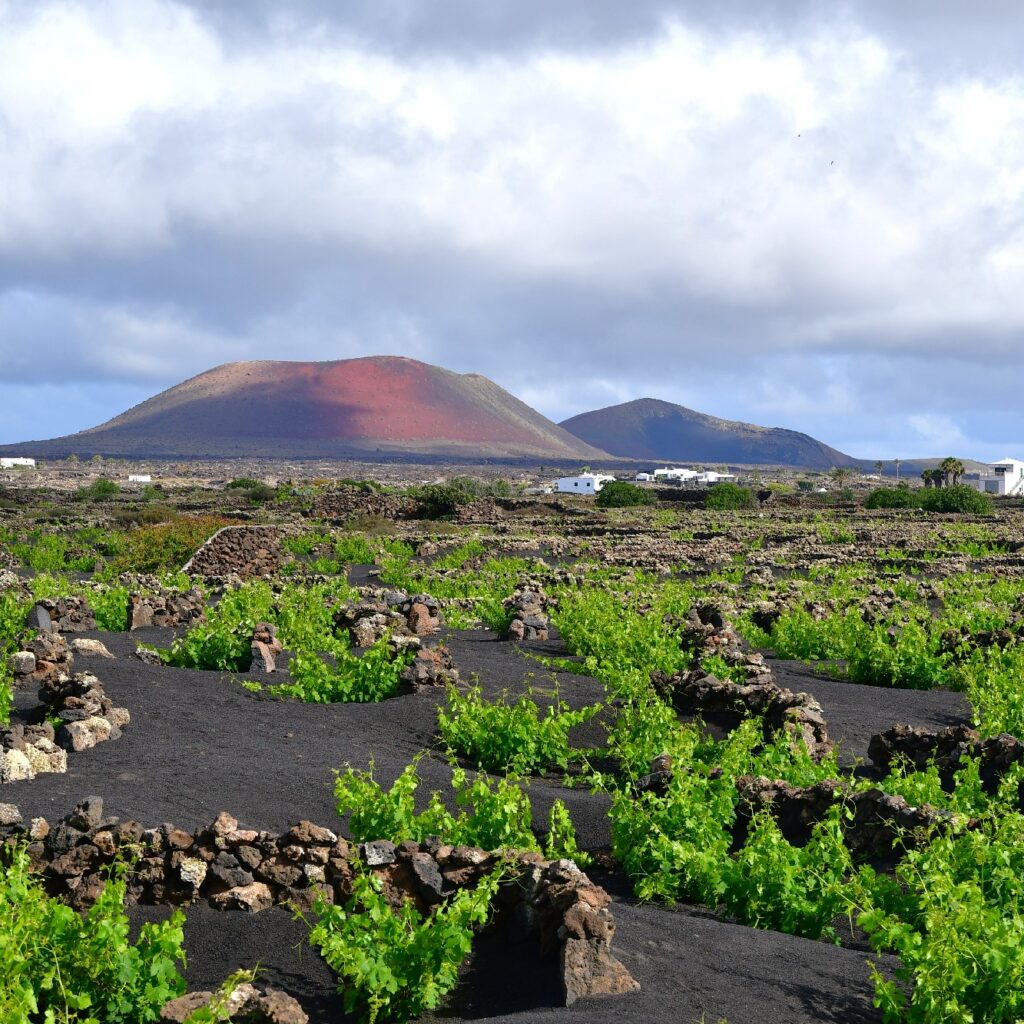 Sendero Bodega Rocanegra (20)