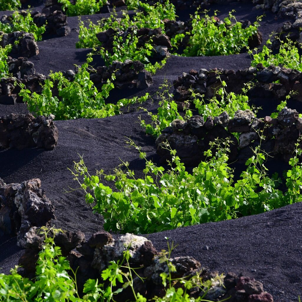 Sendero Bodega Rocanegra (21)