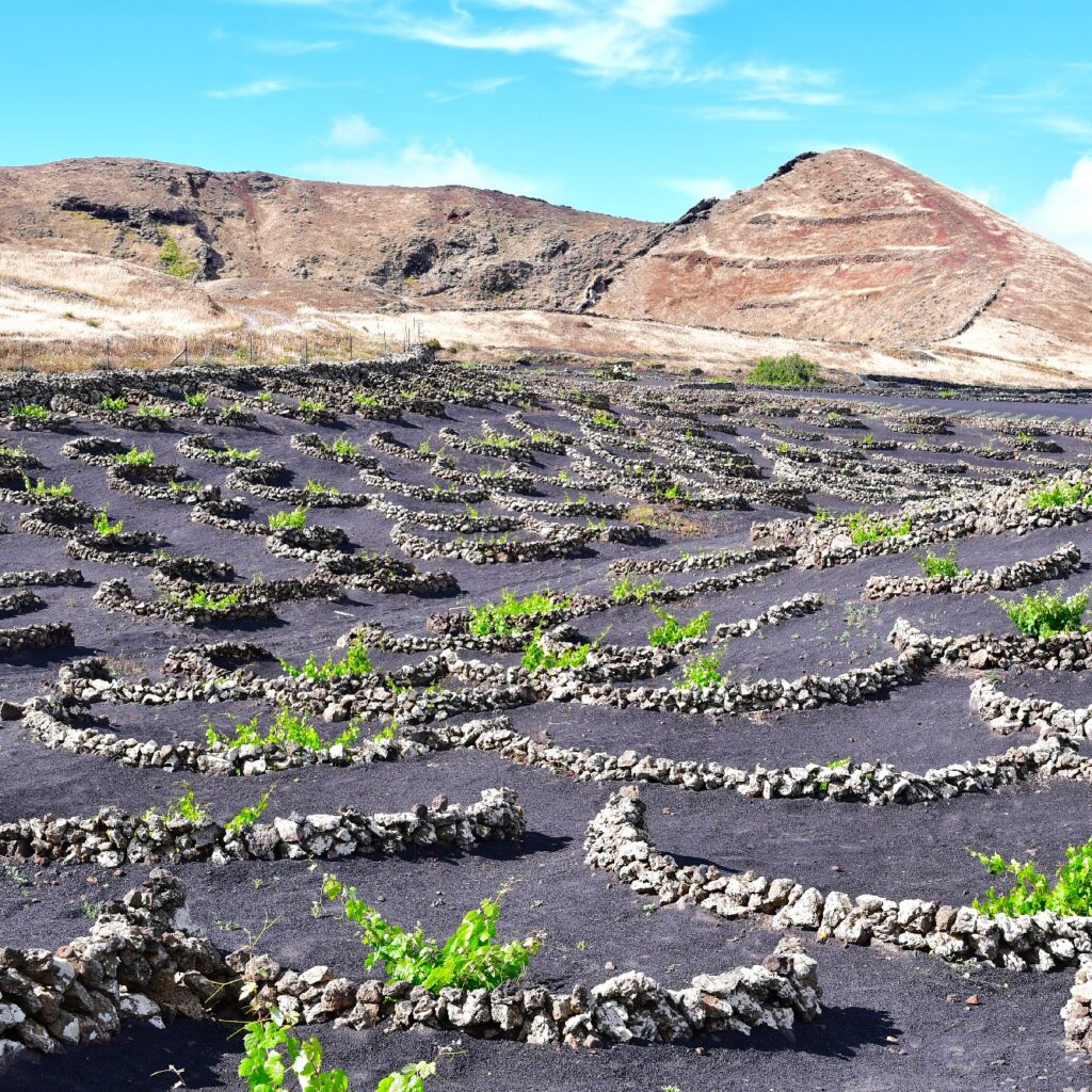 Sendero Bodega Rocanegra (39)