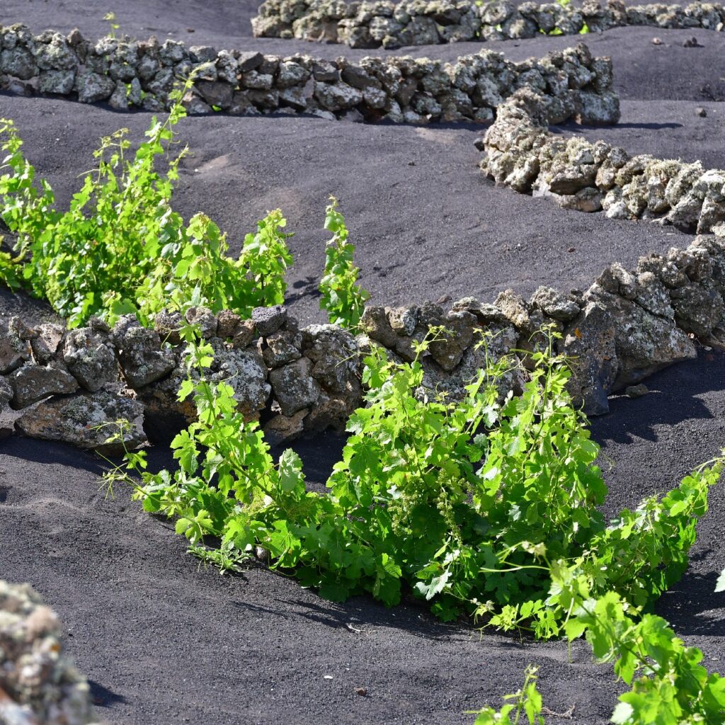 Sendero Bodega Rocanegra (40)