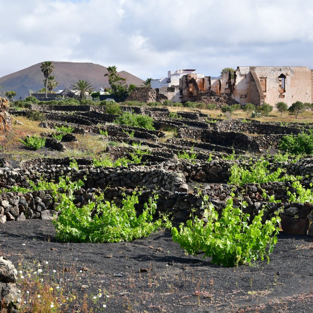 Sendero Bodega Rocanegra (5)
