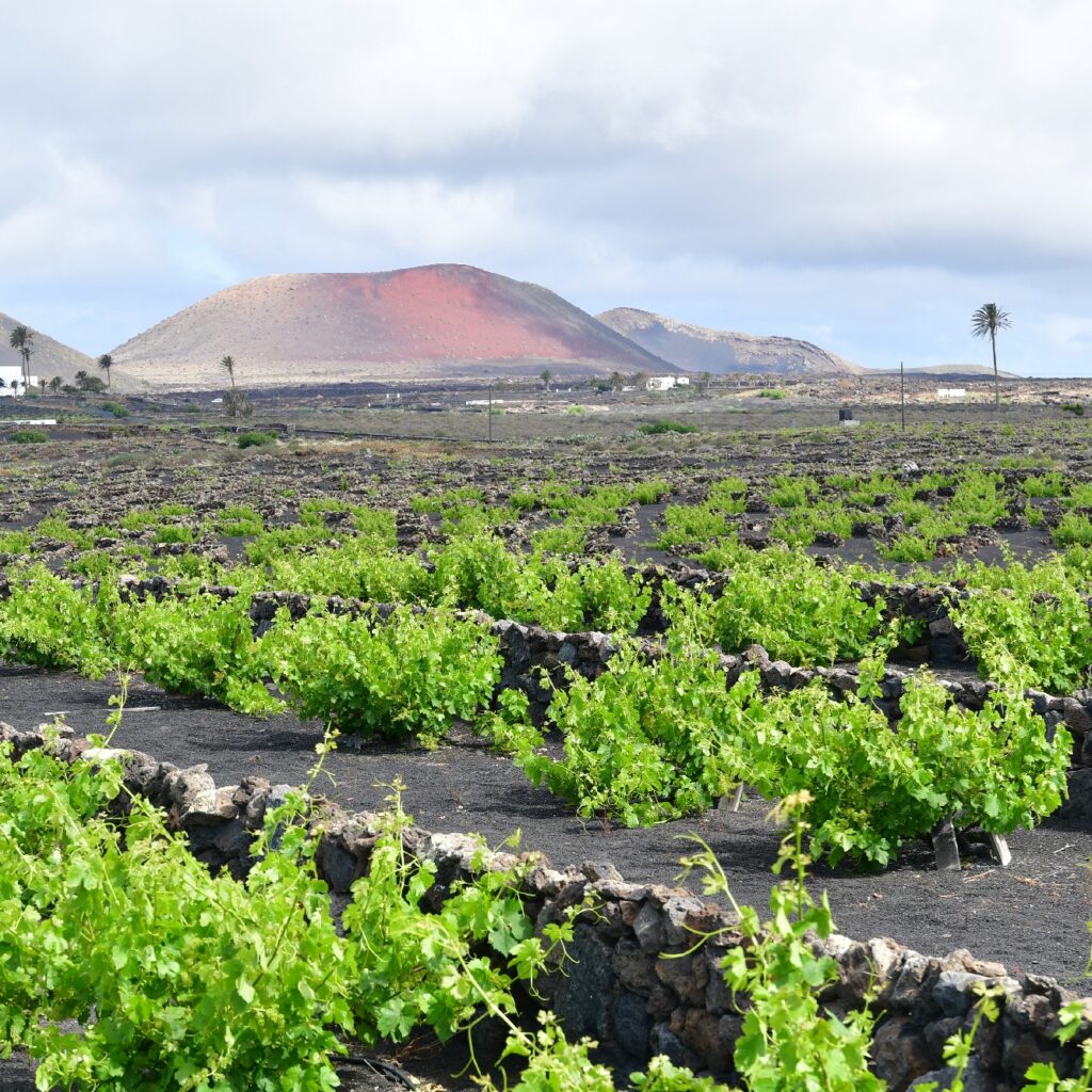Sendero Bodega Rocanegra (54)
