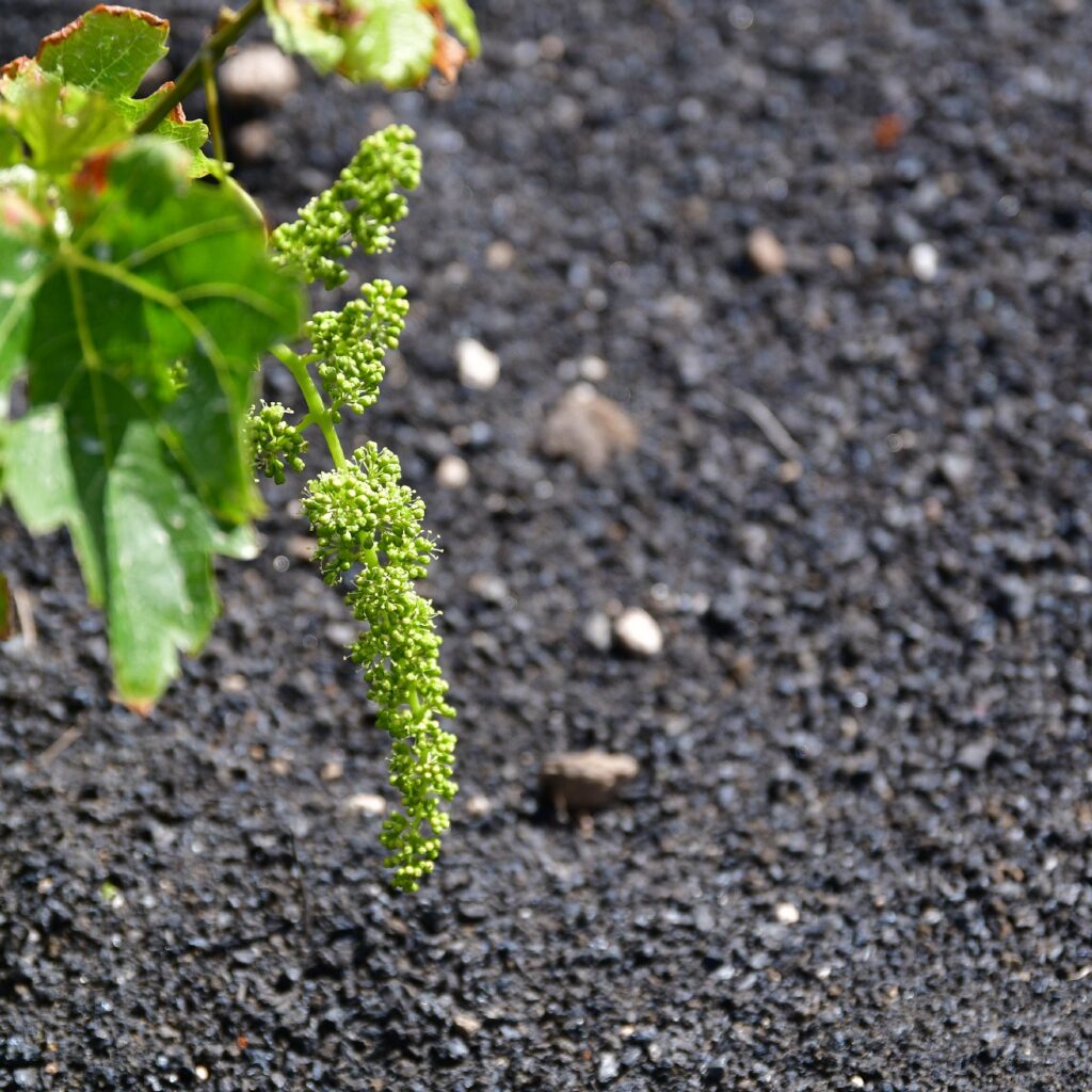 Sendero Bodega Rocanegra (67)