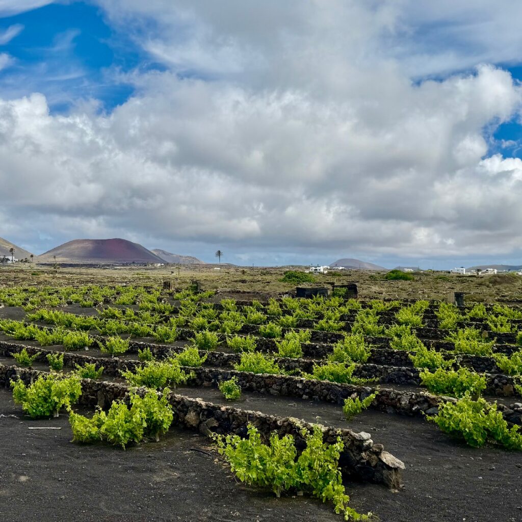 Sendero Bodega Rocanegra (9)