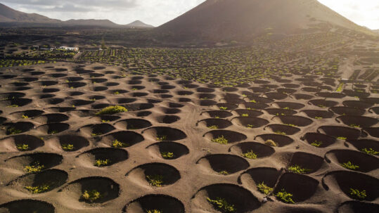 Los Vinos de Lanzarote triunfan con once medallas en los prestigiosos Premios CINVE 2026