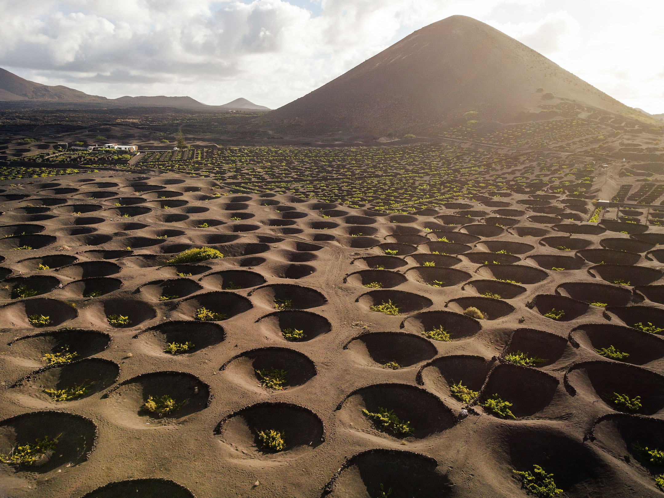 Los Vinos de Lanzarote triunfan con once medallas en los prestigiosos Premios CINVE 2026