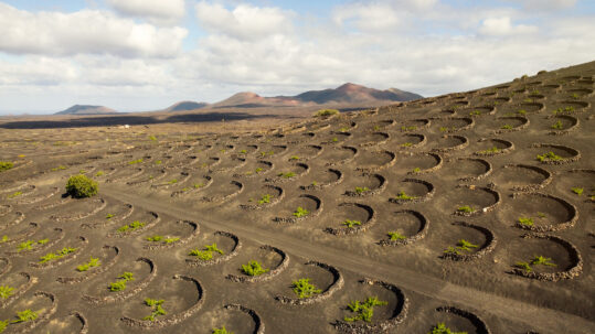 La Denominación de Origen Vinos de Lanzarote suma nuevos reconocimientos internacionales tras la celebración del Mondial des Vins Extrêmes 2026,