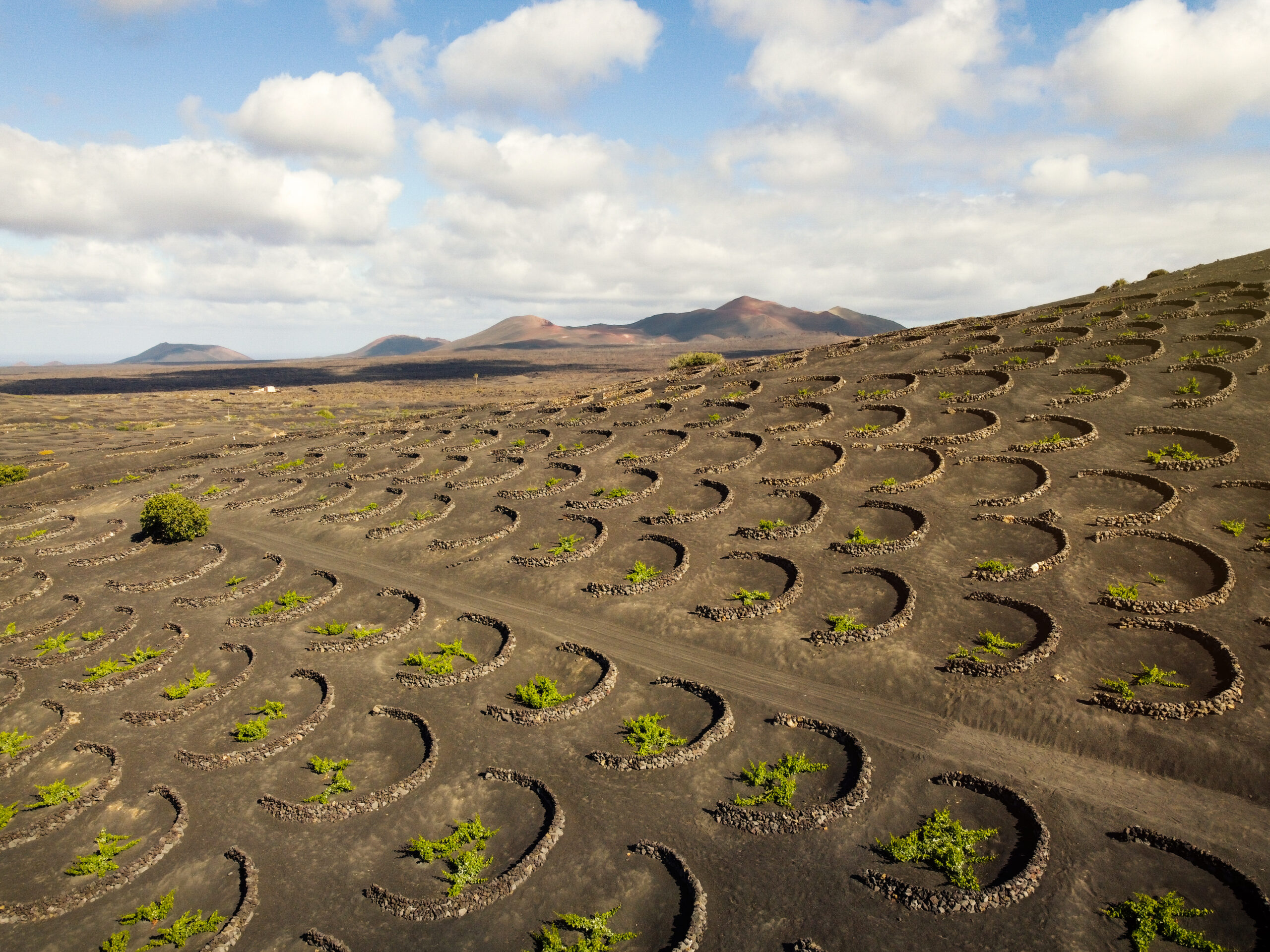 La Denominación de Origen Vinos de Lanzarote suma nuevos reconocimientos internacionales tras la celebración del Mondial des Vins Extrêmes 2026,